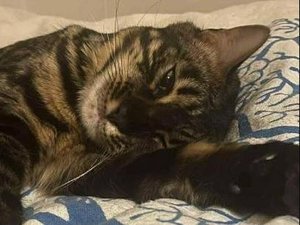 "Calice n'était pas là pour m'accueillir" : elle découvre son chat empalé sur un piquet de vigne, la mâchoire arrachée