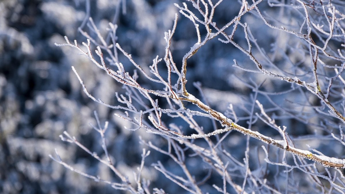 CARTES. Météo : vigilances dans quasiment toute l’Occitanie, alerte grand froid activée… à quoi s’attendre en région, ce vendredi ?