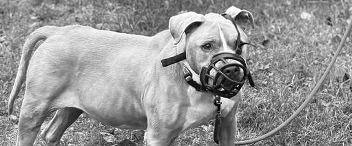 "Ice, nous sommes désolés" : dans un message déchirant, la SPA annonce la mort du chien qui avait été lâchement abandonné devant un refuge