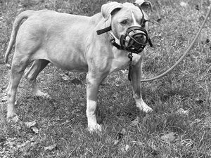 "Ice, nous sommes désolés" : dans un message déchirant, la SPA annonce la mort du chien qui avait été lâchement abandonné devant un refuge