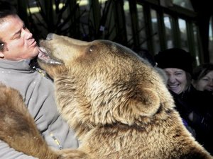 Plus de 22 000 signatures sur une pétition : Shadow, l'ours de l'Aveyron, n'ira pas en Corse pour un marché de Noël
