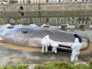 VIDÉOS. "Je te jure, c'est pas de l'IA !" : comment ce cachalot est-il venu s'échouer sur les berges d'une rivière dans cette ville de l'Aveyron ?