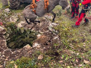 À moitié aveugle, l'âne trentenaire n'a pas vu le puits, il a fallu le chariot télescopique du voisin pour le sortir de là