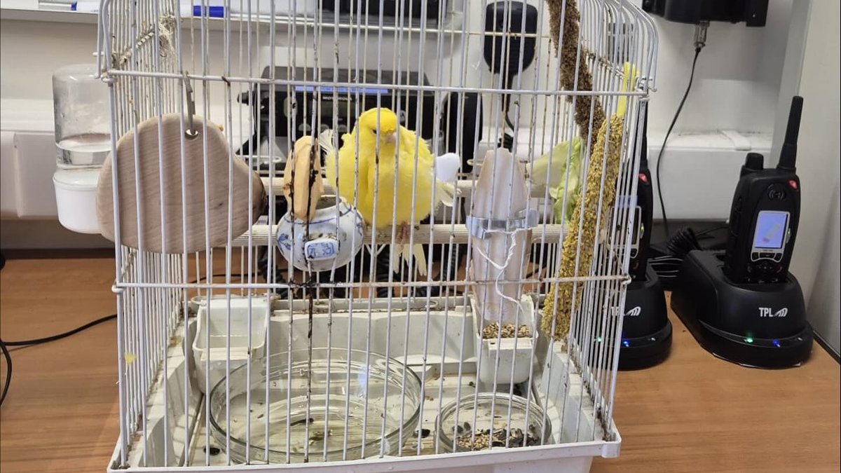 Quatre bâtiments prennent feu dans la nuit, les pompiers interviennent et sauvent un canari des flammes