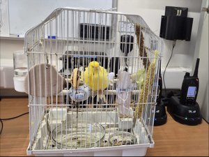 Quatre bâtiments prennent feu dans la nuit, les pompiers interviennent et sauvent un canari des flammes