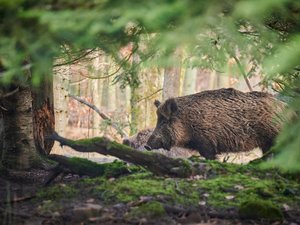 CARTE. Près de 900 000 sangliers abattus en France : voici dans quels départements d'Occitanie on en prélève le plus