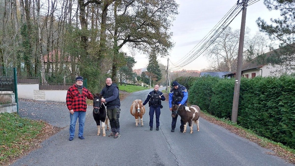 Les trois poneys voulaient prendre la poudre d'escampette, mais les gendarmes ont galopé plus vite qu'eux