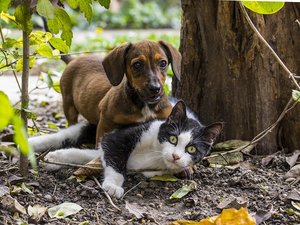 "Ne vous servez pas de Noël pour adopter sur un coup de tête" : la SPA rappelle qu'un animal n'est pas un simple cadeau à placer sous le sapin
