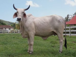 VIDÉO. Pour la première fois, elle vient de Martinique : voici Biguine, l'égérie du salon de l'agriculture 2026