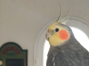 Il leur chantait l'air de Star Wars chaque matin : cet oiseau cousin du cacatoès s'est envolé de Narbonne pour une destination inconnue