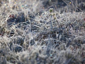 "Les gelées sont quasi-généralisées" : la météo apporte encore du négatif en Aveyron, voici les températures enregistrées ce vendredi matin