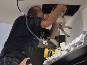 "Il s'est retrouvé piégé" : quand les pompiers viennent en aide... à un chien coincé dans le faux plafond d'une pharmacie