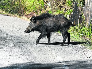 "Il pourrait s'agir d'un virus qui voyage dans un sandwich" : les sangliers touchés par la peste porcine africaine aux portes de la France