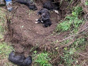 Alertés par des bruits, ils découvrent des chiots enterrés vivants : l'unique survivante amputée et rendue aveugle