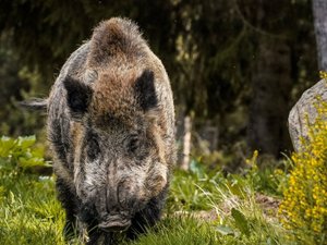 "Ces accidents restent rares, mais leur fréquence augmente" : avec la prolifération des sangliers, faut-il craindre une recrudescence des drames en Aveyron ?