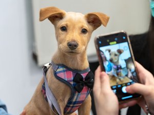 Accusée de vols et d'abus de confiance, l'association de protection animale "1 toit pour toi" face à la justice