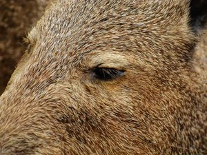 Un père et son fils grièvement blessés après avoir été chargés par un sanglier à la chasse