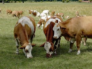 "Nous avons un peu plus de 100 foyers" : la ministre de l'Agriculture réunit le parlement de l'élevage ce mardi pour décider d'une vaccination généralisée ou limitée de la dermatose nodulaire bovine