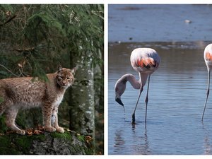 Quelles sont les espèces animales protégées en France qui se portent mieux ou sont toujours menacées ?