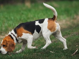 "Tellement douloureux qu'il n'y a rien d'autre à faire" : quelle maladie a été contractée par ces chiens de chasse euthanasiés dans le Cantal ?