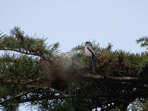 Le nombre d'arbres touchés en forte baisse : des chenilles du pin éradiquées par la nature dans cette commune de l'Aveyron
