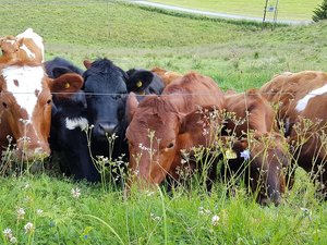 Dermatose nodulaire contagieuse : un deuxième département d'Occitanie touché à son tour