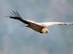 Les Grands Causses écrin du renouveau des vautours avec un millier de couples installés en Aveyron