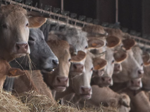Un nouveau cas détecté en Haute-Garonne : à mesure que la dermatose nodulaire avance, le "dépeuplement" menace et la colère grandit