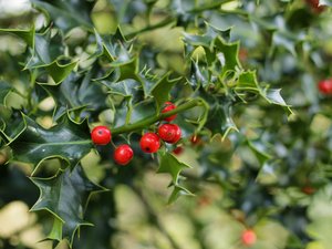 Deux cousins partent cueillir du gui pour leurs décorations de Noël et trouvent la mort en pleine montagne