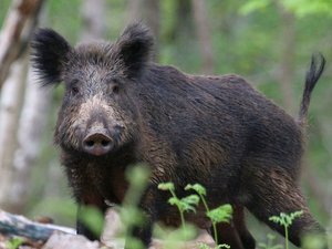 "Ils dégueulassent tout !" : les sangliers excèdent les habitants de ce quartier en Aveyron
