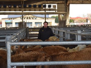 Dermatose nodulaire : une "épée de Damoclès" au-dessus de la tête des négociants