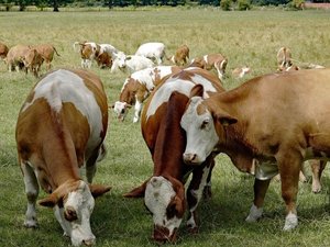 Dermatose nodulaire : 750 000 bovins bientôt vaccinés, doses commandées, fonds de soutien... voici ce qu'a annoncé la ministre de l'Agriculture