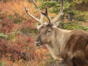 "Noël est sauvé" : le renne Buddy retrouvé sur une plage après une vaste opération de recherche