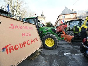 DIRECT. Dermatose nodulaire contagieuse : contre l'abattage des troupeaux et le Mercosur