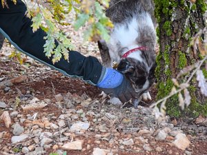"Ça peut aller jusqu'à 1 000 ¬ le kilo" : la truffe d'Aveyron, cet autre "or noir" très demandé et aux cours fluctuants
