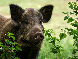 "Je l'ai juste vu s'élancer" : le maire de cette commune chargé à deux reprises par un sanglier qui était coincé dans le jardin d'une habitante