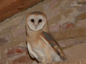 Victime d'une ruralité en métamorphose et des accidents de la route, un douzième nichoir en Aveyron pour sauver la chouette effraie