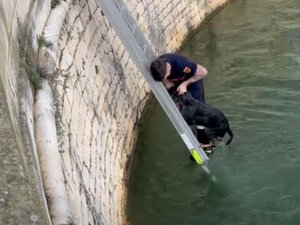 VIDÉO. La belle image du jour : un pompier se jette à l'eau pour sauver un chien de la noyade dans le canal glacial de Nîmes