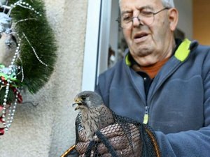 Le faucon a voulu jouer les Père Noël : il découvre le rapace coincé dans l'insert de sa cheminée