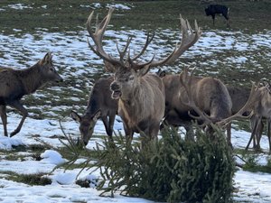 VIDÉO. "L'écorce des sapins est un apport nutritif et l'épine de pin, l'un des meilleurs vermifuges naturels" : au parc Saint-Hubert, les sapins de Noël ont plusieurs vies