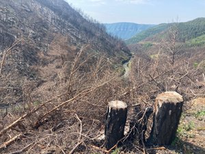 Trois ans après les incendies dévastateurs en Aveyron, le projet d'arboretum de cette commune sinistrée est récompensé