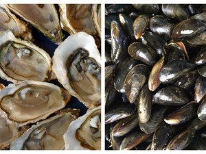 Voici pourquoi ces huîtres et moules vendues depuis le 22 décembre et rappelées dans toute la France ne sont pas consommables