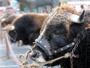 Dermatose nodulaire contagieuse : six verbalisations en Aveyron pour des transports de bovins non réglementés