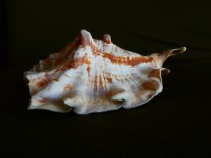 Les douaniers interceptent une embarcation avec 185 kg d'un mollusque protégé très prisé pour le réveillon