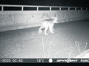 Les attaques de loups seraient en hausse selon Cercle 12