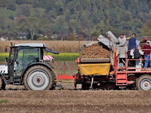 Mercosur : pommes de terre, raisins, fraises... La France va suspendre l'importation de produits agricoles d'Amérique du Sud contenant des résidus de substances interdites en Europe