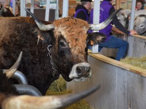 DNC, Mercosur... Pas de vaches, mais des manifestations ? Jérôme Despey, président du Salon de l'agriculture, fait le point sur le rendez-vous qui aura lieu du 21 février au 1er mars 2026