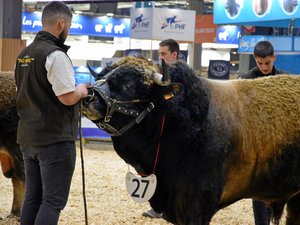 "On prendra notre décision vendredi" : les vaches aubracs absentes du Salon de l'agriculture 2026 ?