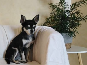 "Je croyais que c'était l'enfant que j'avais écrasé" : le livreur prend la fuite après avoir roulé sur le chihuahua d'une famille du Tarn