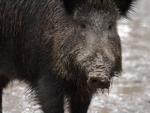 Un chasseur blessé grièvement après avoir été chargé par un sanglier, son collègue lui sauve la vie en improvisant un garrot avec la laisse d'un chien
